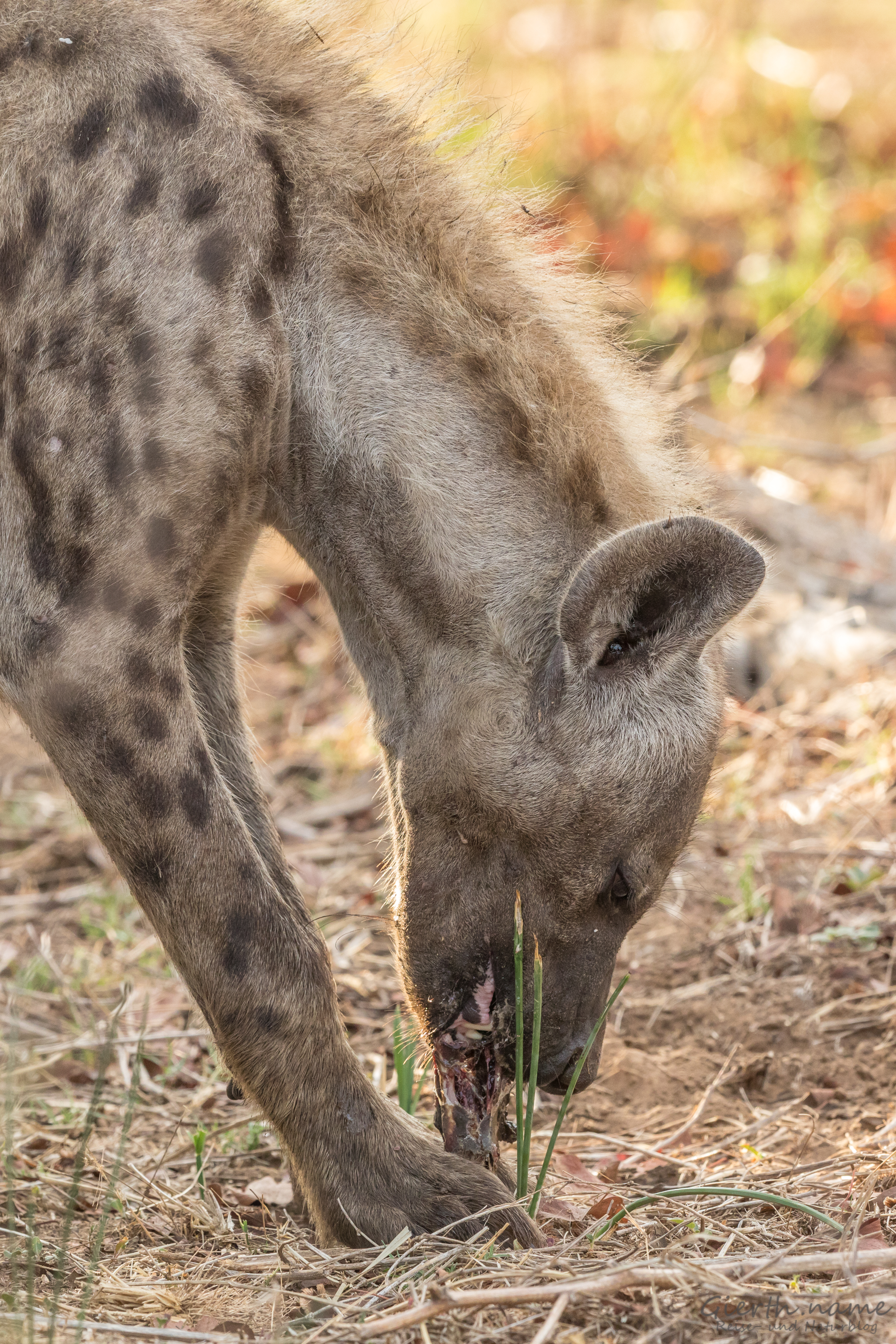 Hyäne frißt ihre Beute