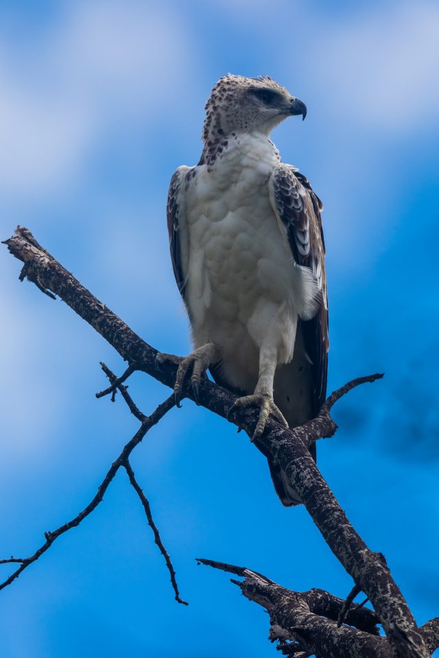 Kampfadler - Martial eagle - Polemaetus bellicosus
