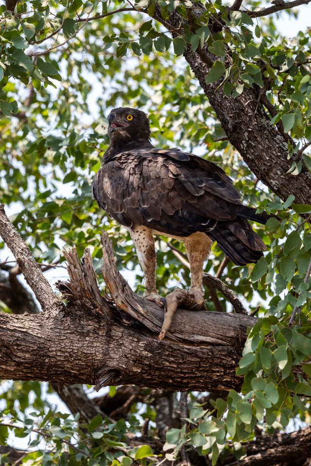 Kampfadler - Martial eagle - Polemaetus bellicosus