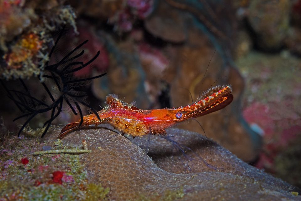 Leander plumosus Felsengarnele - Donald duck shrimp