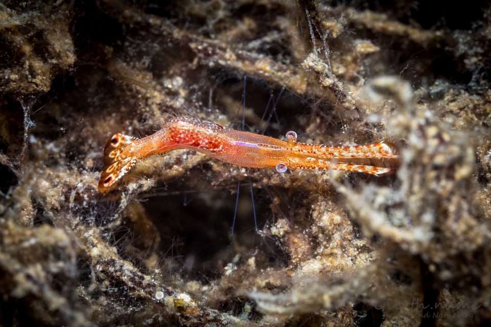 Leander plumosus Felsengarnele - Donald duck shrimp 