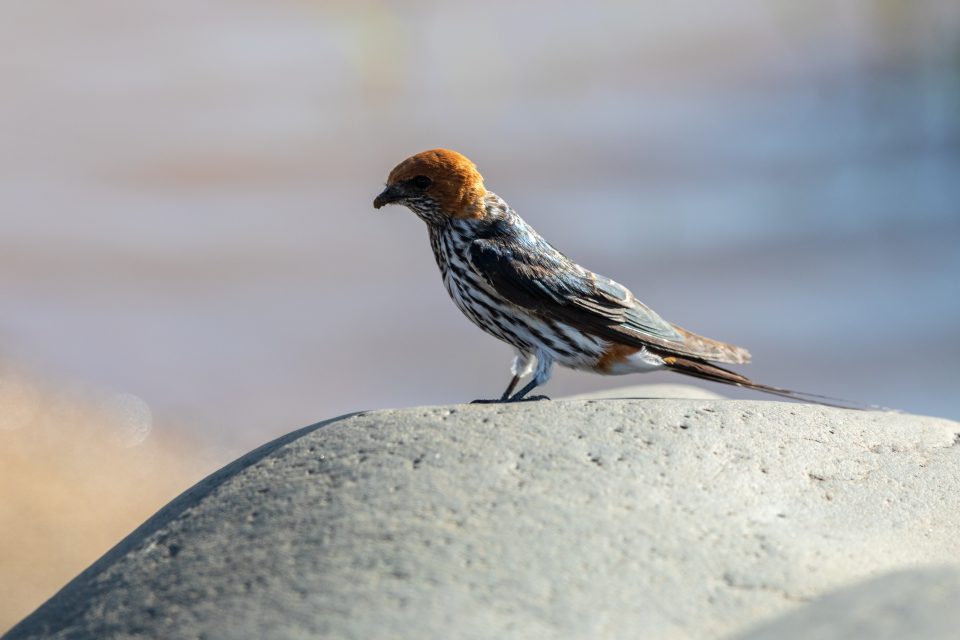 Maidschwalbe - Lesser striped swallow - Cecropis abyssinica unitatis