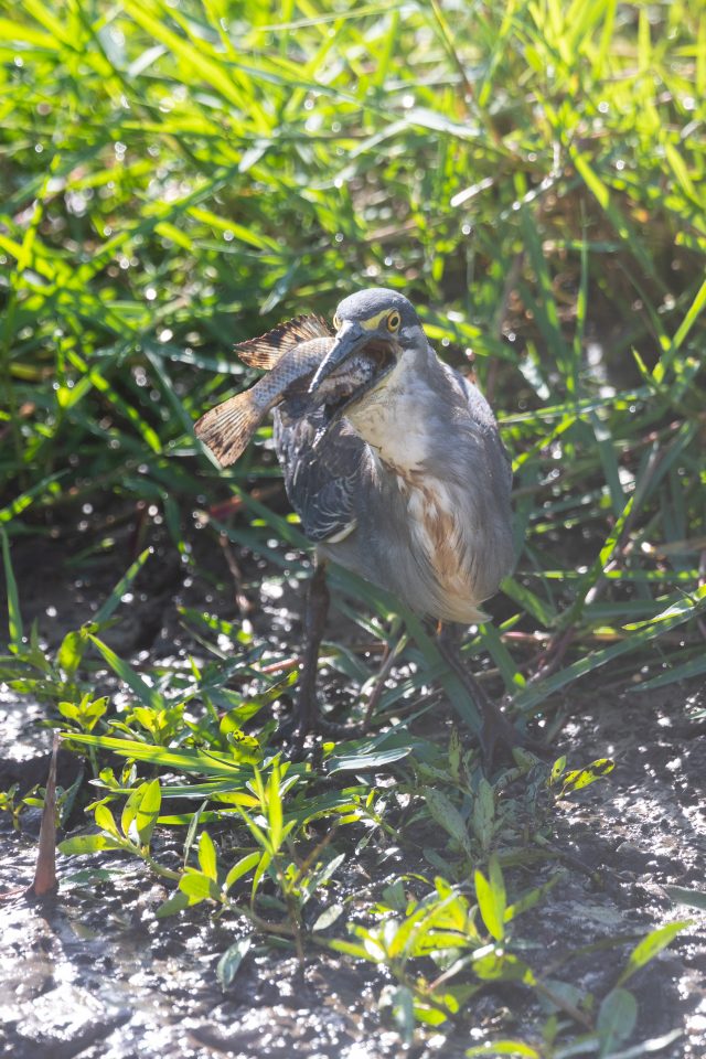 Mangrovenreiher - Green-backed heron - Butorides striata atricapilla