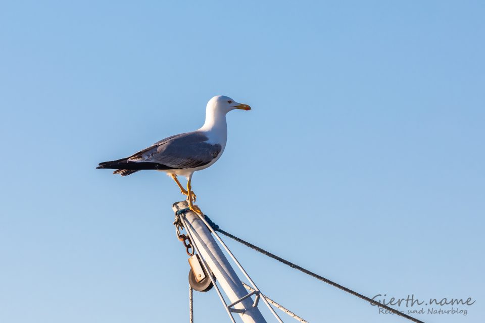 Mittelmeermöwe - Larus michahellis - Yellow-legged gull 