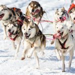Die Hunde von Angelika Merkel, Siegerin in SP8 - 6-8 Hunde über 34,2 Km Gesamtdistanz