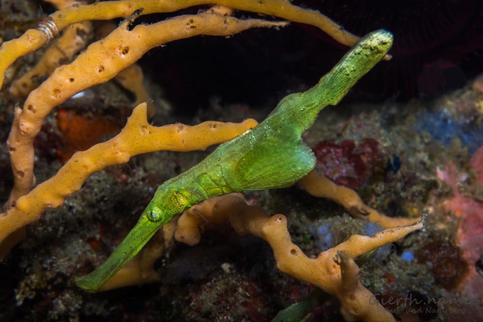 Robuster Geisterpfeifenfisch - Solenostomus cyanopterus 