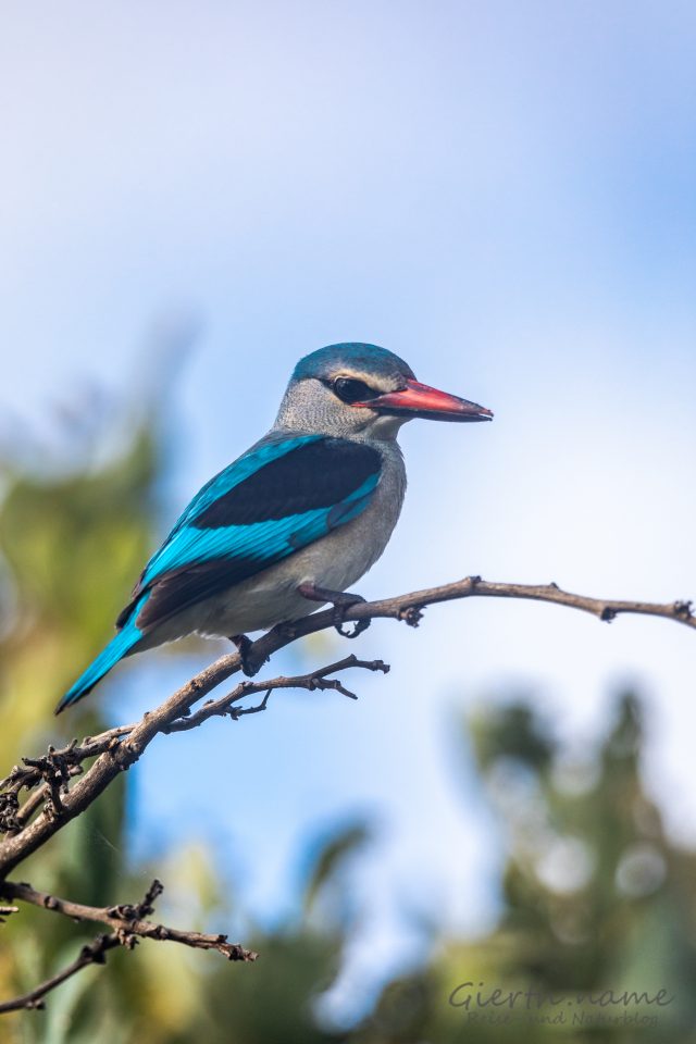 Senegalliest - Woodland kingfisher - Halcyon senegalensis 