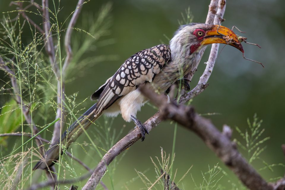  Südlicher Gelbschnabeltoko - Southern yellow-billed hornbill - Tockus leucomelas 