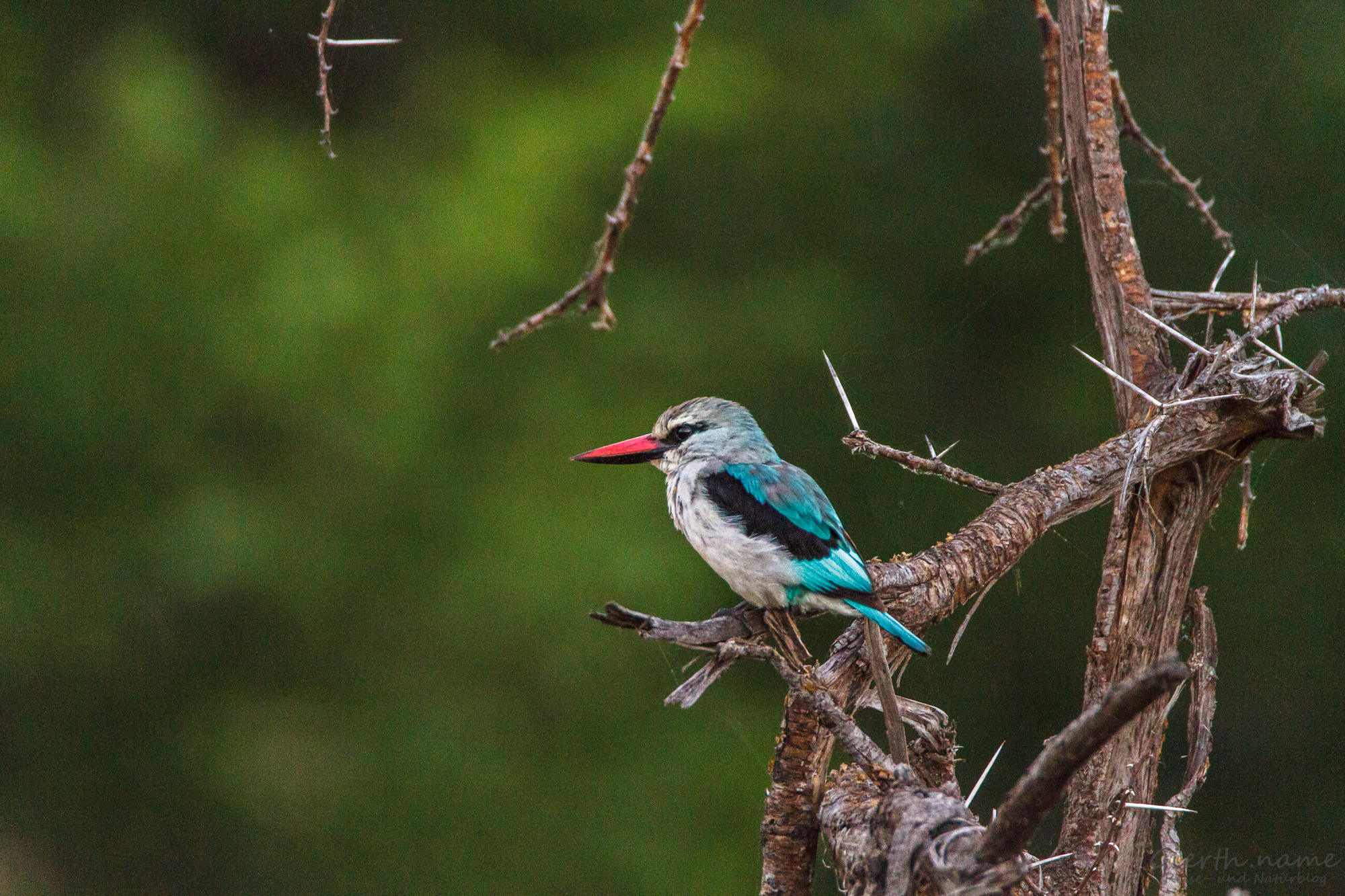 Senegalliest - Woodland kingfisher - Halcyon senegalensis