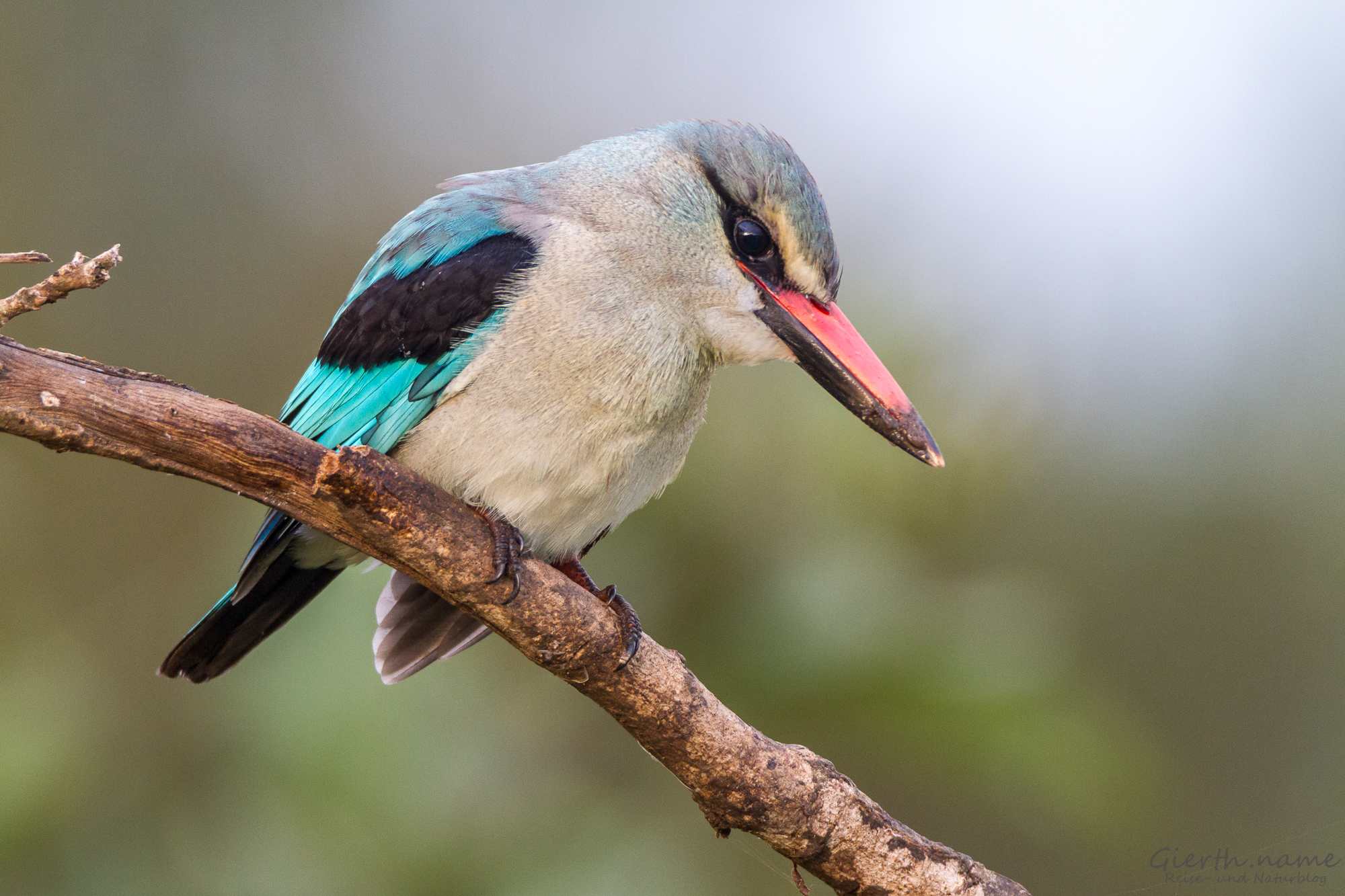 Die Kingfisher und Eisvögel Südafrikas – #TKP