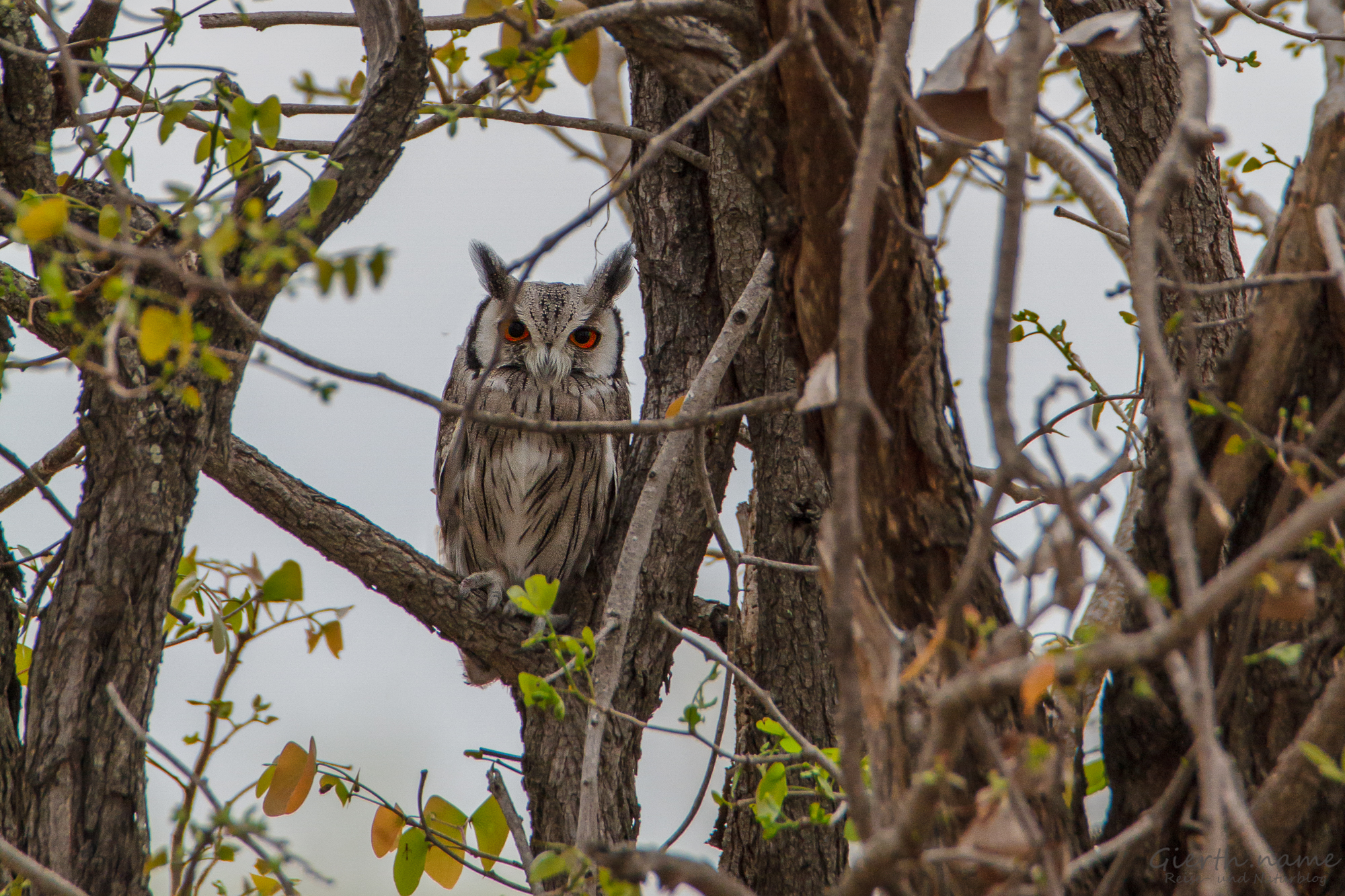 Südbüscheleule - Southern White-faced Owl - Ptilopsis granti