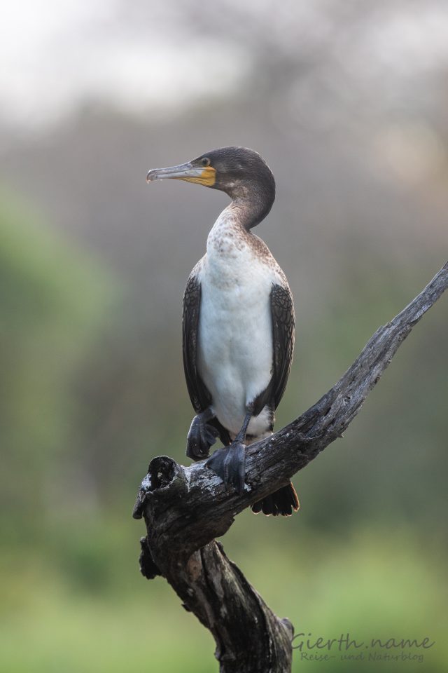 Weissbrustkormoran - White-breasted cormorant -Phalacrocorax lucidus (Jule Gierth)