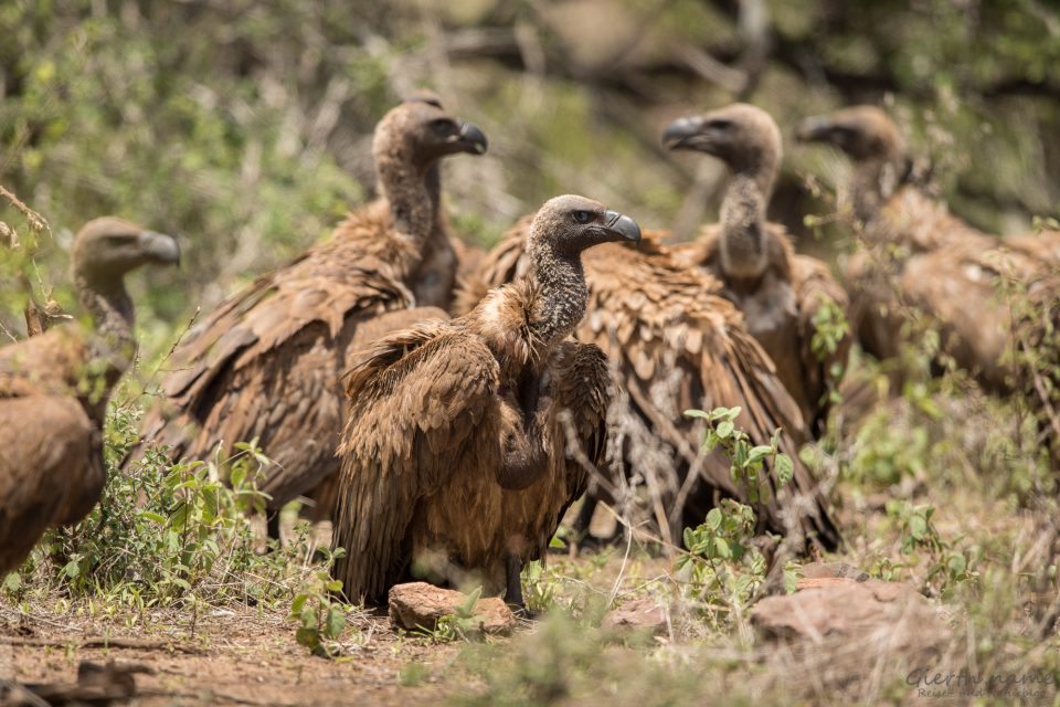 Weissrücken-Geier - white-backed vulture - gyps africanus