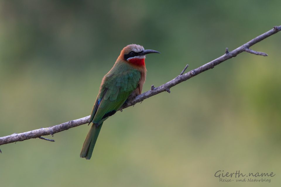 Weißstirnspint - White-fronted bee-eater - Merops bullockoides