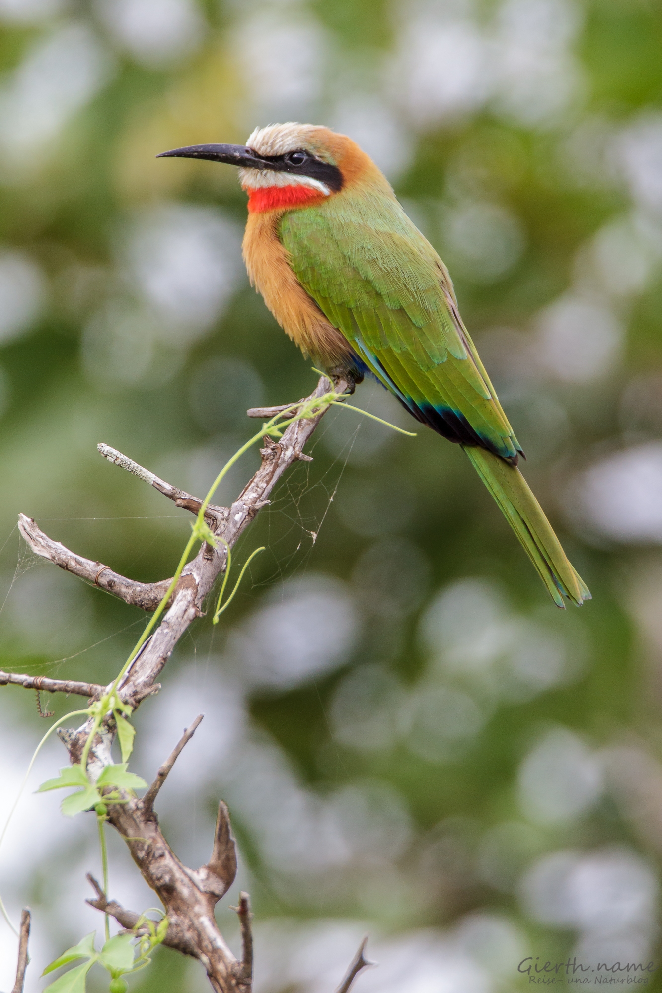 Weißstirnspint - Merops bullockoides - white fronted bee eater