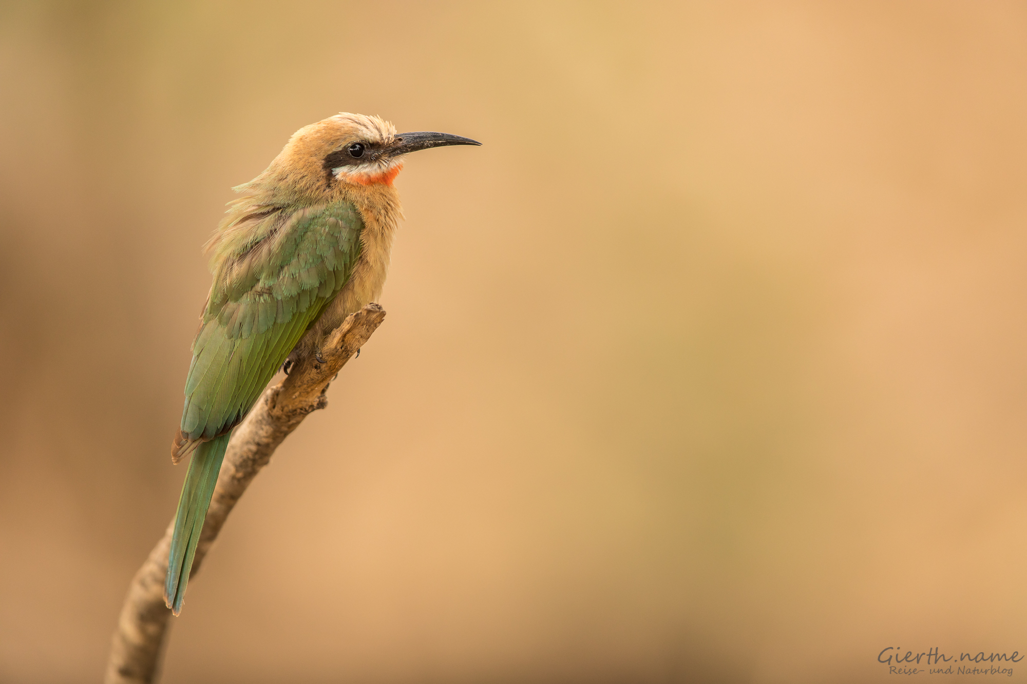 White-fronted-bee-eater - Weißstirnspint
