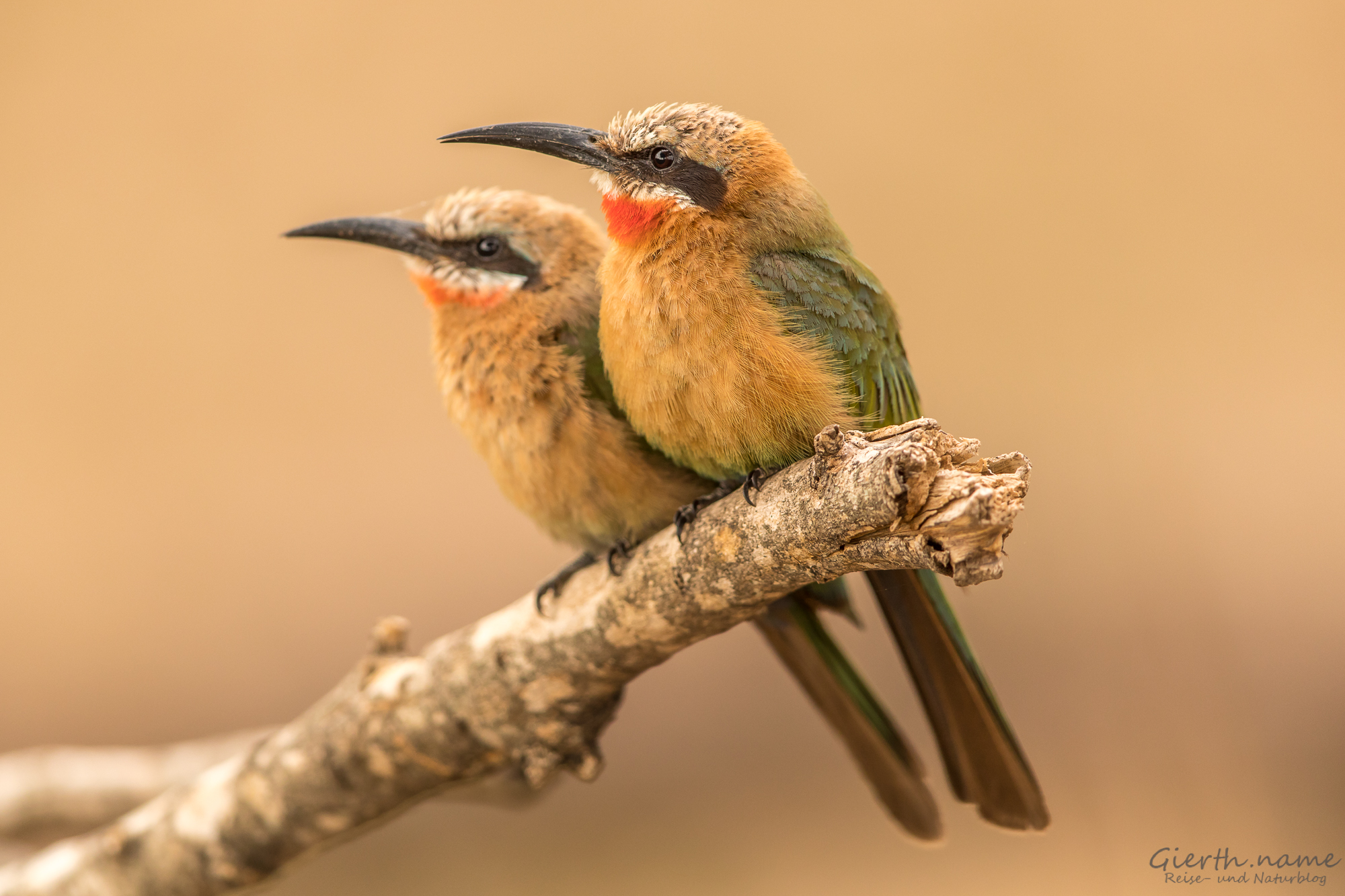 White-fronted-bee-eater - Weißstirnspint
