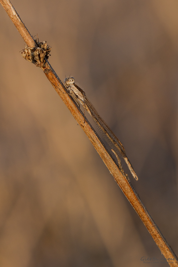 Gemeine Winterlibelle (Sympecma fusca) 