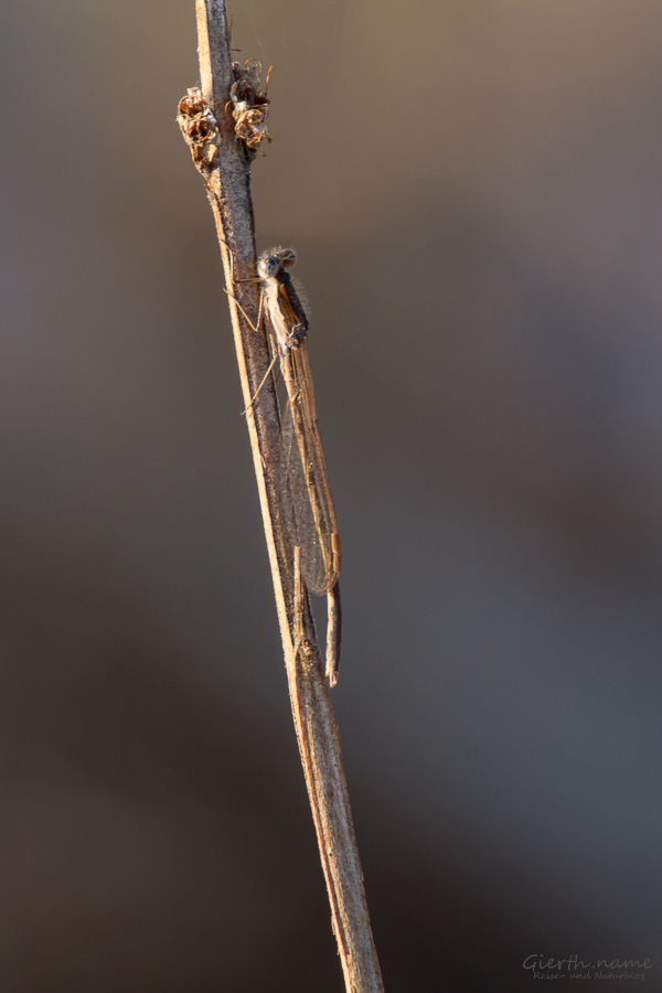 Gemeine Winterlibelle (Sympecma fusca) 
