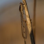 Gemeine Winterlibelle (Sympecma fusca)
