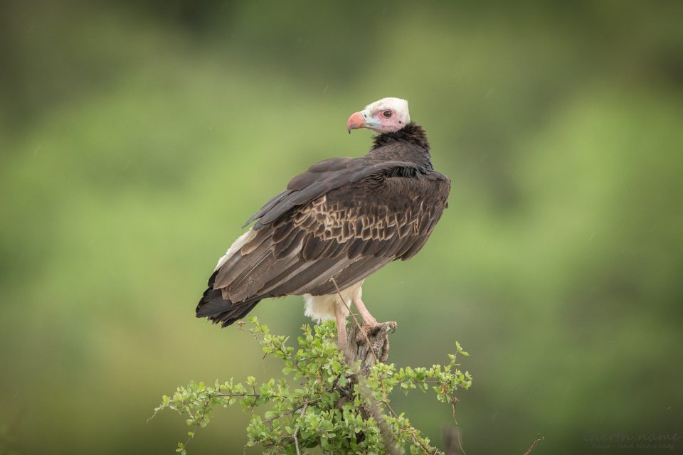 Wollkopfgeier - White-headed Vulture- - Trigonoceps occipitalis