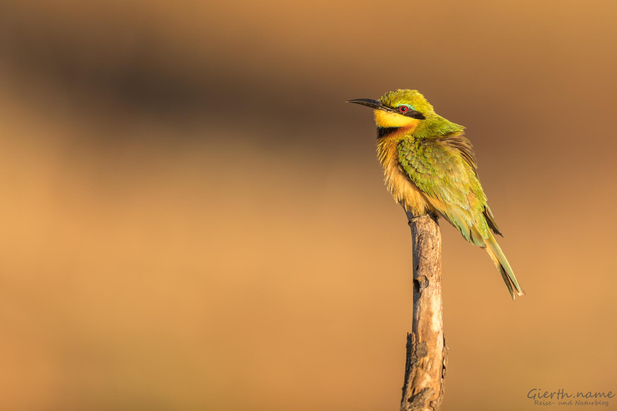 Zwergspint - Merops pusillus - Little bee-eater