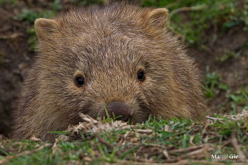 Schüchternes Teenage Wombat