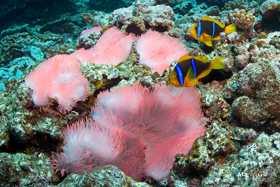 Nemos und ihre pinke Anemone