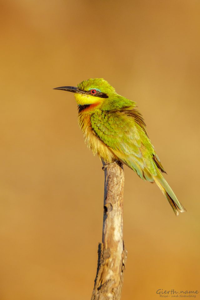 Zwergspint - Little bee-eater - Merops pusillus 