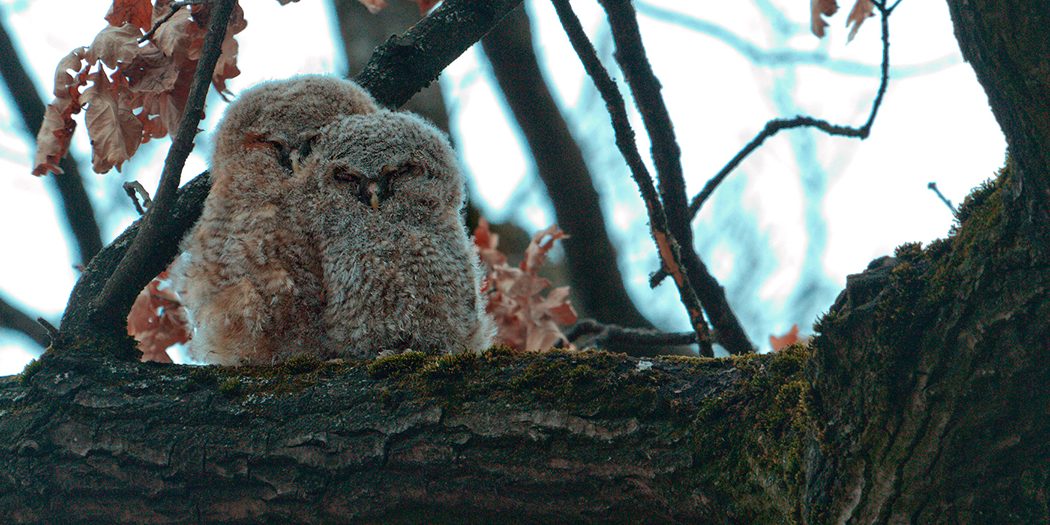Münchner Waldkäuze - Munich's brown owls