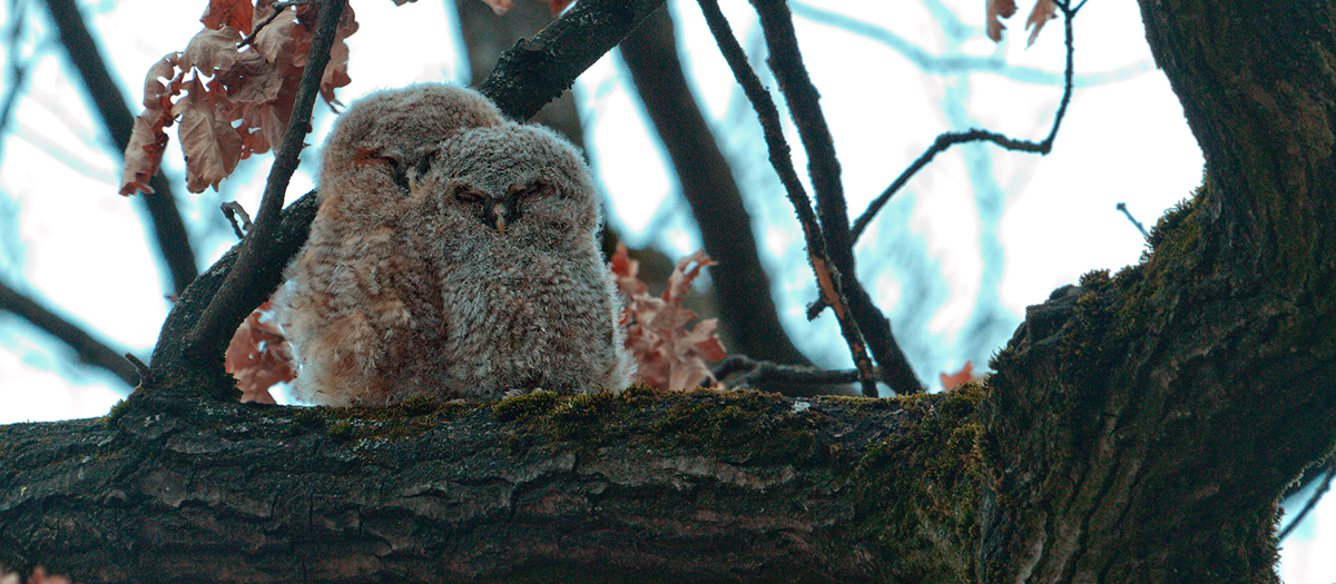 Münchner Waldkäuze - Munich's brown owls