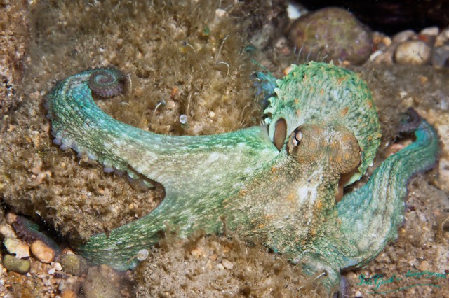 Oktopus bei Nacht