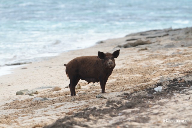 Strandschweinchenmama