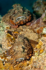 Bärtiger Drachenkopf - scorpaenopsis barbata - Bearded scorpionfish
