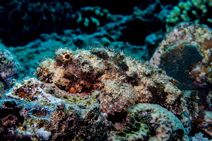 Bärtiger Drachenkopf - scorpaenopsis barbata - Bearded scorpionfish	