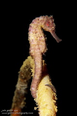	Hippocampus fuctus - geflecktes Seepferdchen - Spotted sea horse