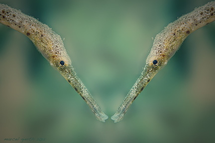 Schwanzlose Seenadel (Trachyrhamphus bicoarctatus) - Short-Tailed Pipefish	