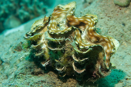 Schuppige Riesenmuschel - Tridacna squamosa - fluted giant clam