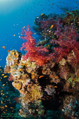 Weichkorallen Ras Mala - Soft coral Ras Mamla