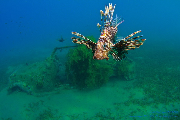 Lionfisch - Pterois sp - Feuerfisch