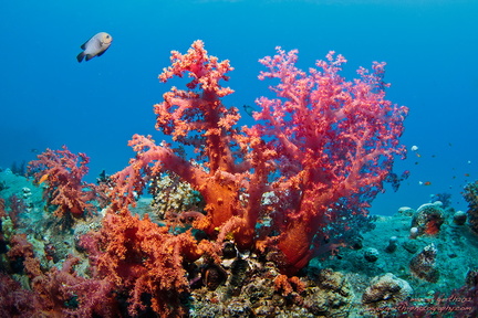 Soft coral at Pipeline - Weichkorallen an der Pipeline