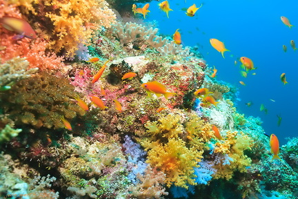 Weichkorallen - Soft corals