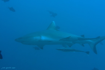 Grauer Riffhai (Carcharhinus amblyrhynchos)