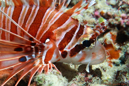 Pterois antennata - Antennen-Feuerfisch - Spotfin lionfish