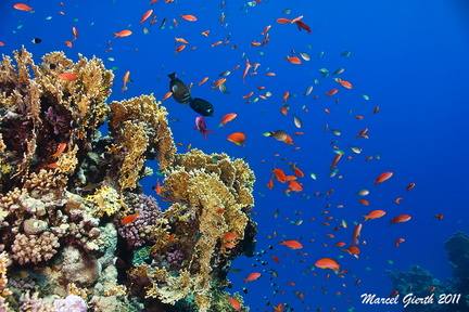 Corals and Marcia's anthias at Sgahgra house reef - Fahnebarsche umschwirren einen Korallenblock, Shagra Hausriff