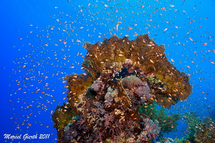 Corals and Marcia's anthias at Sgahgra house reef - Fahnebarsche umschwirren einen Korallenblock, Shagra Hausriff