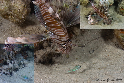Jagender Rotfeuerfisch - Pterois Miles - Hunting lionfish