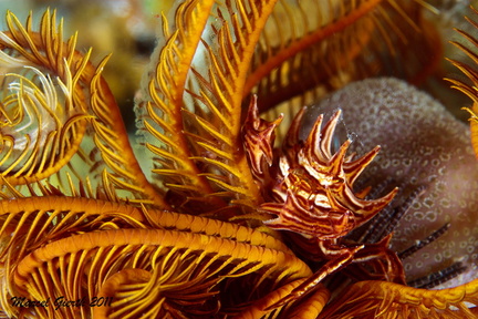 Haarsternkrabbe - Tiaramedon spinosus (ceratocarcinus spinosus) - Red Sea feather star crab