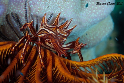 Haarsternkrabbe - Tiaramedon spinosus (ceratocarcinus spinosus) - Red Sea feather star crab