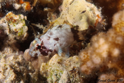 Korallen Scorpionsfisch oder gefleckter Drachenkopf Sebastapistes cyanostigma - Coral Scorpionfish